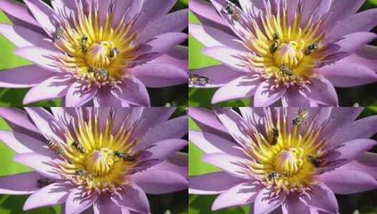荷花莲花蜜蜂采蜜高清在线视频素材下载