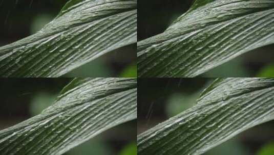 雨水滴落在绿色的叶子上高清在线视频素材下载