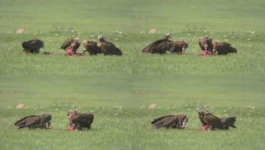 秃鹫正在草地上进食高清在线视频素材下载