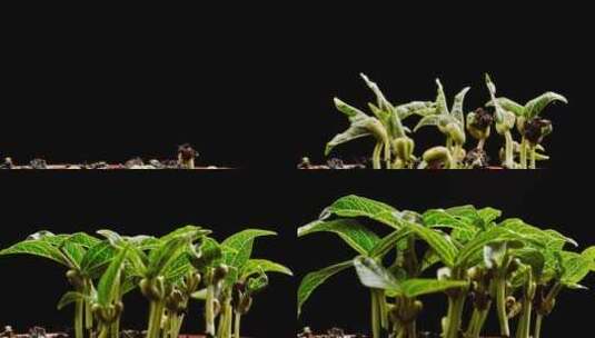 植物种子发芽高清在线视频素材下载