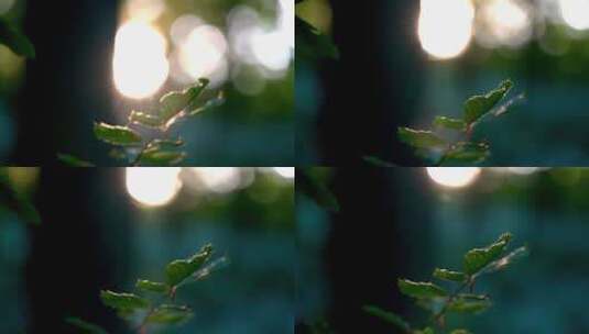 清晨的第一缕阳光穿过绿色的树叶高清在线视频素材下载
