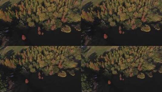 湖泊森林树林热带雨林秋天秋景秋季航拍高清在线视频素材下载