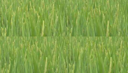 水稻 小麦粮食庄稼田野丰收高清在线视频素材下载