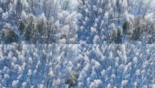 俯拍初冬松树林雾凇雪松树冠雪景高清在线视频素材下载