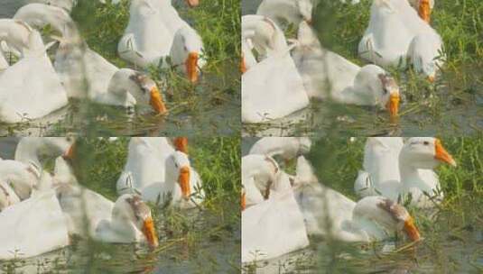 农村散养大白鹅在池塘吃水草高清在线视频素材下载