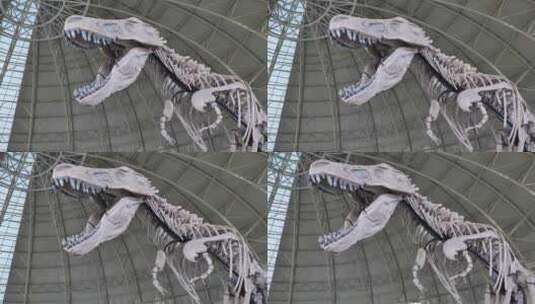 恐龙相关 暴龙 恐龙世界 恐龙化石 恐龙王国高清在线视频素材下载