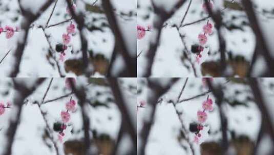 冬季下雪红梅花盛开红梅傲雪高清在线视频素材下载