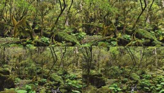 大山深处原始森林热带丛林河流小溪高清在线视频素材下载
