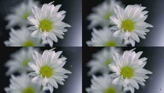 水滴落在雏菊上慢动作高清在线视频素材下载