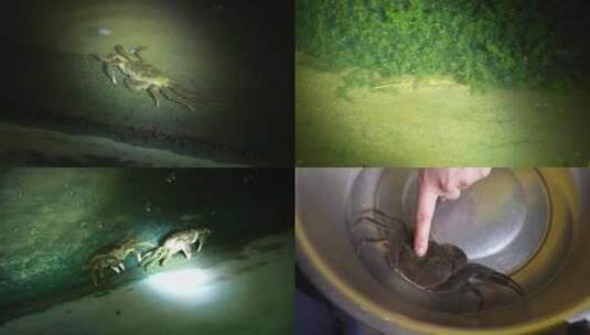 软壳蟹 螃蟹脱壳高清在线视频素材下载