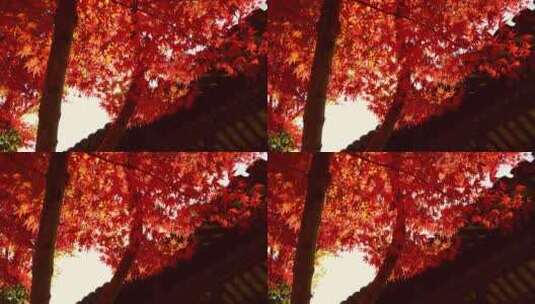 色彩鲜艳的枫叶红叶高清在线视频素材下载