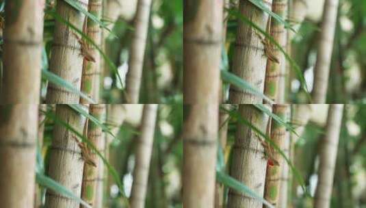 小蜥蜴趴在竹竿上的特写高清在线视频素材下载