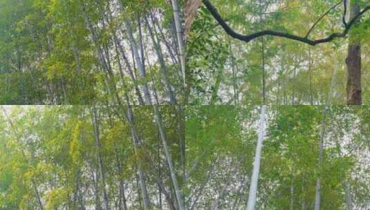 杭州植物园树林竹林特写视频素材高清在线视频素材下载