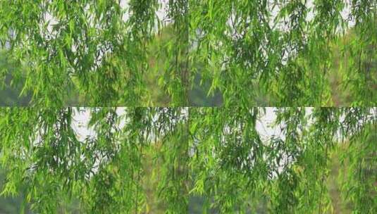 阳光下嫩绿的柳枝垂柳风中摇摆高清在线视频素材下载