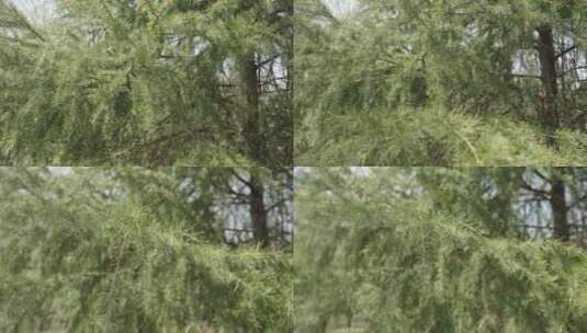 松树自然森林树木环境空镜运镜特写高清在线视频素材下载
