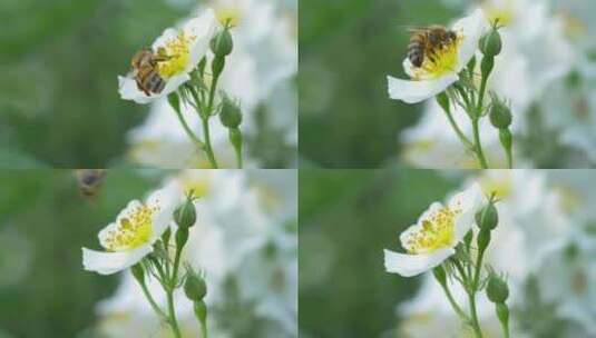 金樱子花 蜜蜂采蜜高清在线视频素材下载