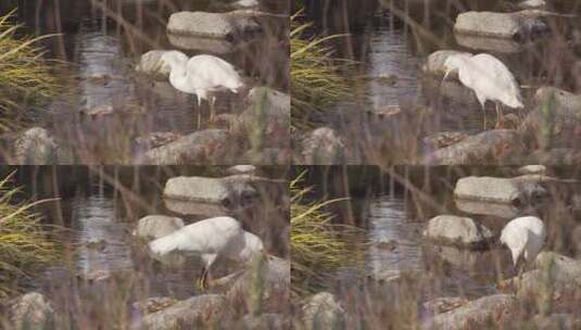 一只白鹭在浅河床里觅食。高清在线视频素材下载