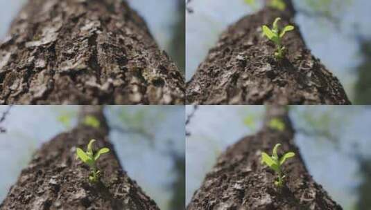 仰拍森林里树上的新发的芽高清在线视频素材下载