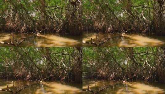 湿地沼泽森林，野生动物和生物多样性的概念高清在线视频素材下载