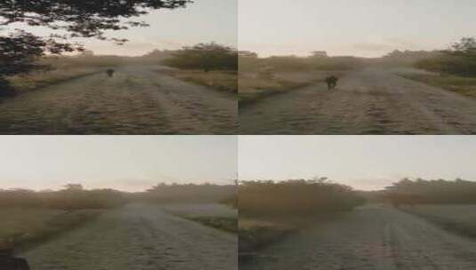 特写日出时分在浓雾的森林中行走的男人高清在线视频素材下载