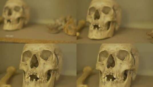 人类头骨实验室高清在线视频素材下载