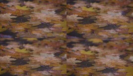 雨滴落在满是树叶的水坑里高清在线视频素材下载