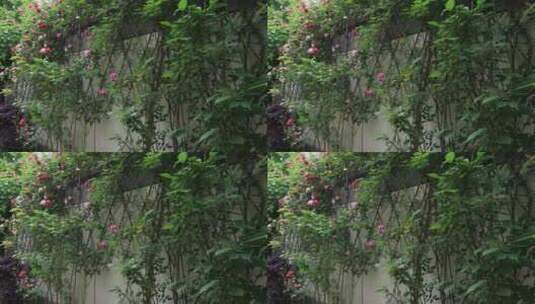 春天美丽的私家小院绿色生机鲜花盛开高清在线视频素材下载