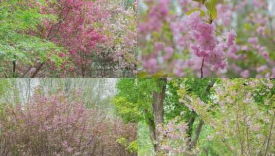 花树春天的花樱花日本晚樱开花树丛高清在线视频素材下载