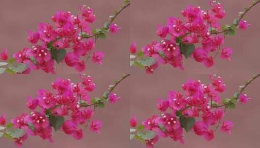 三角梅花朵花瓣花开高清在线视频素材下载