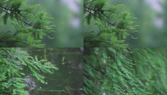 合集 下雨中的水杉树林升格视频高清在线视频素材下载