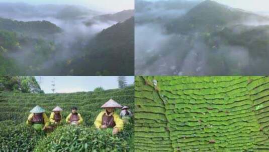 【合集】茶园采茶 绿茶种植 西湖龙井高清在线视频素材下载