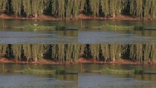 湖边柳树水鸟觅食高清在线视频素材下载