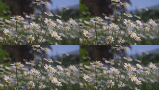 夏天阳光下的小雏菊高清在线视频素材下载