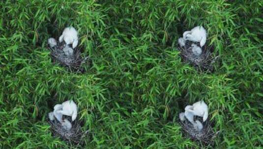 白鹭孵化哺乳孕育生命高清在线视频素材下载