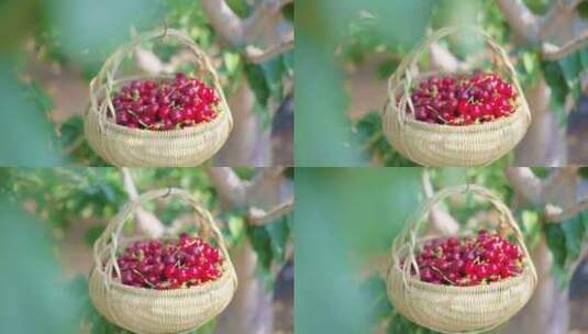 樱桃 樱桃树 车厘子 樱桃熟了 摘樱桃高清在线视频素材下载