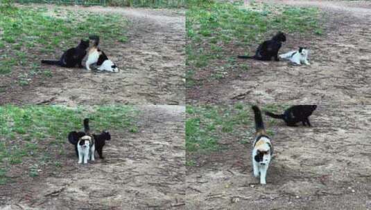 草地上的两只猫咪野猫流浪猫高清在线视频素材下载