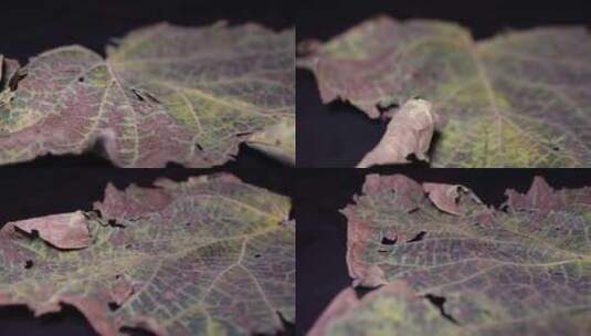 脉络叶脉茎叶树叶标本植物枯叶秋冬凋谢高清在线视频素材下载
