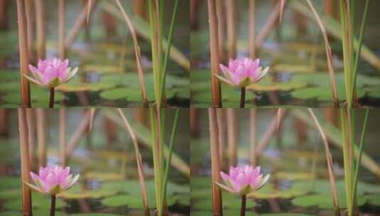 睡莲，粉红色的花，开花植物，盛开高清在线视频素材下载