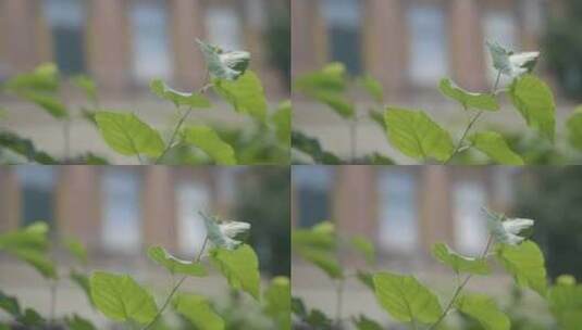 叶子，植物，小枝，绿色高清在线视频素材下载