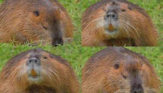 海狸鼠、食草动物、Coypu、啮齿动物高清在线视频素材下载