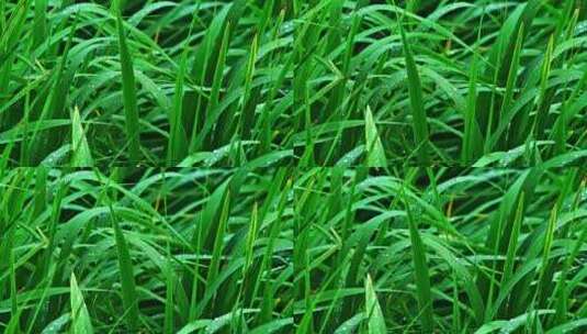 夏季下雨天植物树叶雨滴水滴水珠特写高清在线视频素材下载