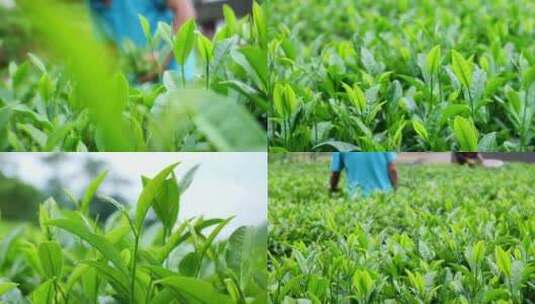 合集清明茶茶园茶山茶叶茶业茶叶茶文化茶树高清在线视频素材下载