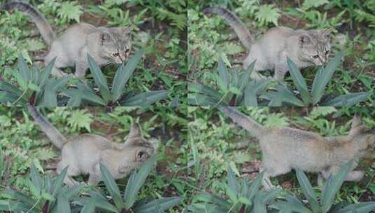 草丛里上厕所的猫咪高清在线视频素材下载