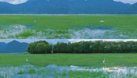 拉市海湿地公园夏天高清在线视频素材下载