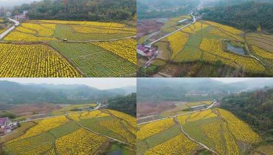 六安霍山菊花花海航拍高清在线视频素材下载