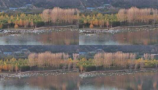 山西平陆大天鹅景区高清在线视频素材下载