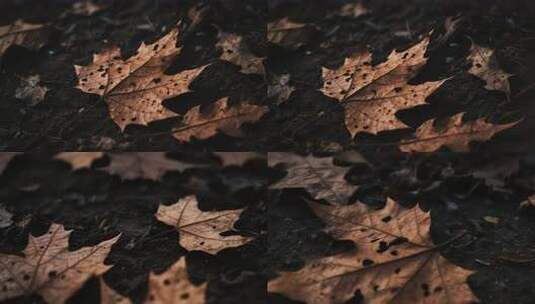 地面枯叶特写高清在线视频素材下载