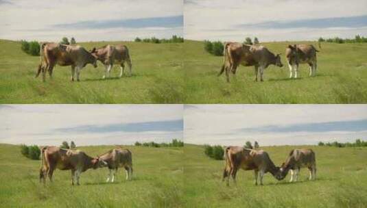 绿色草原上的奶牛在吃草高清在线视频素材下载