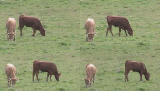 牛牧牛牧场放牧草坪高清在线视频素材下载