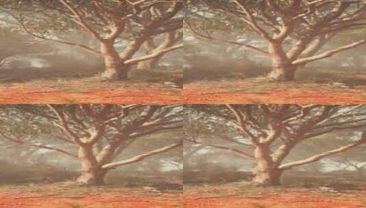 一棵孤独的树站在贫瘠的田野里高清在线视频素材下载